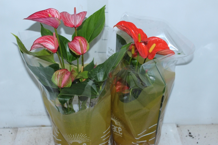 <h4>ANTHURIUM VARIADO P17</h4>