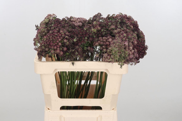 <h4>Daucus Carota</h4>