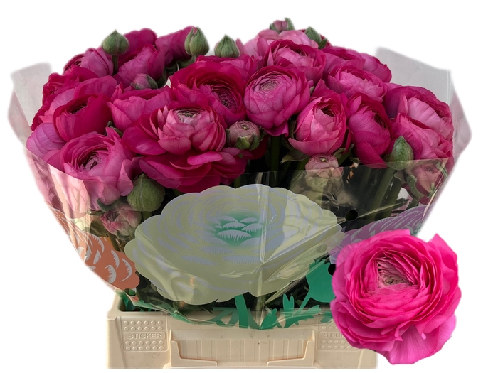 <h4>RAN THOM BONBON</h4>