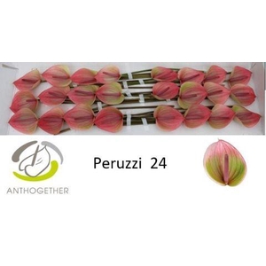 ANTH A PERUZZI 24 Smart Pack