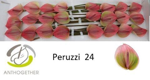 <h4>Anthurium Peruzzi</h4>