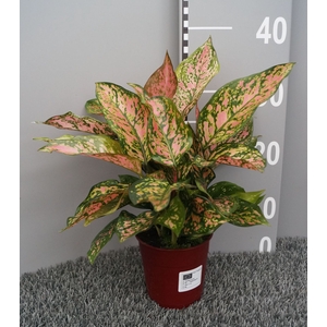 Aglaonema overig