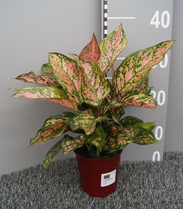 Aglaonema overig