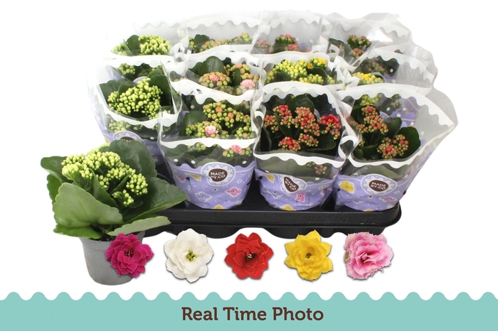 <h4>KAL GE GEM 5 KL</h4>