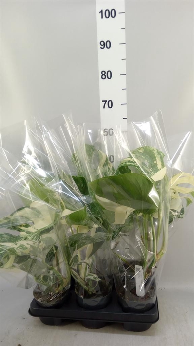 <h4>Monstera delic. 'Variegata'</h4>