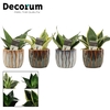 Sansevieria Hahnii 6 cm mix in Rio (Deco-collection)