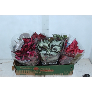 BEGONIA BELEAF P15 PO