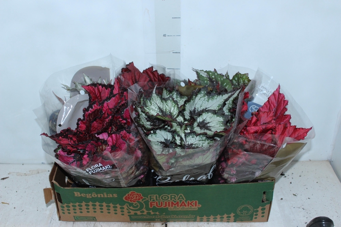 <h4>BEGONIA BELEAF P15 PO</h4>