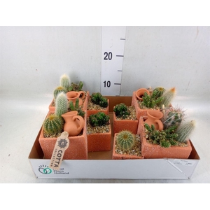 Arr.  Cactus L%