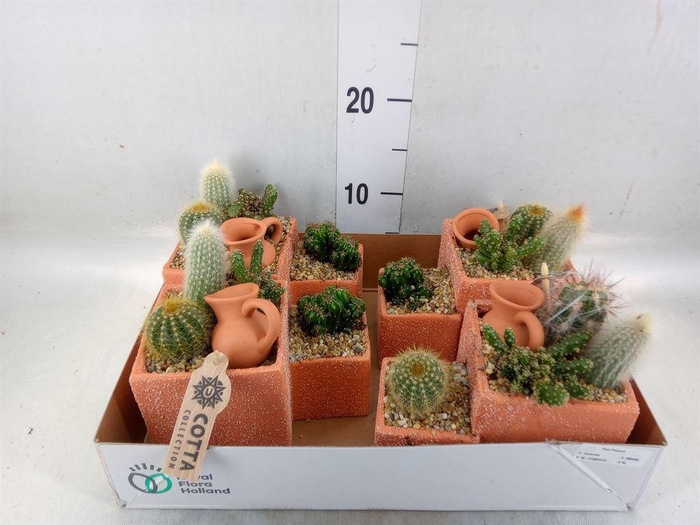 <h4>Arr.  Cactus L%</h4>