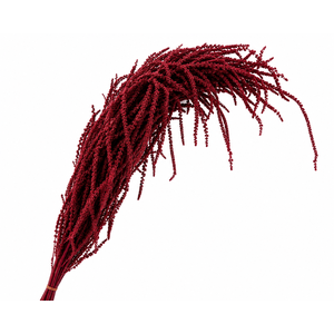 Dried Bleached Amaranthus Caudatus Wine Red