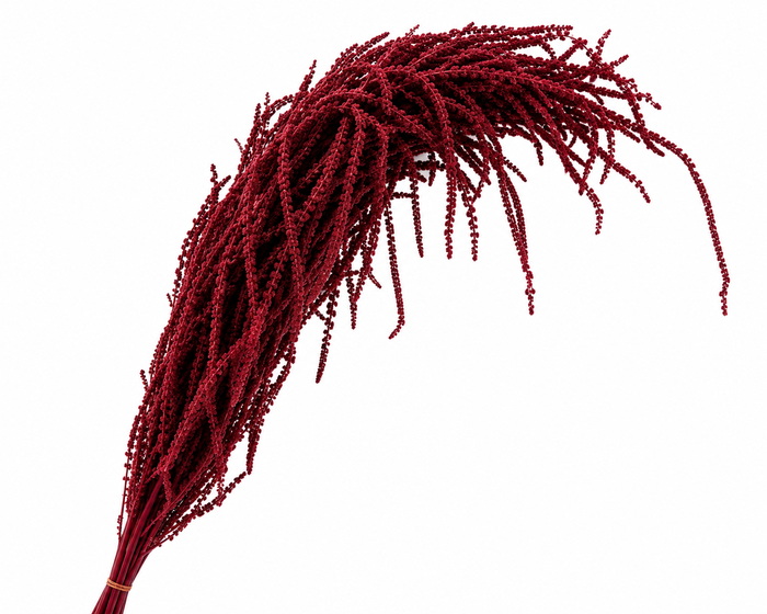 <h4>Dried Bleached Amaranthus Caudatus Wine Red</h4>