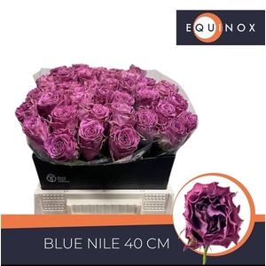 R GR BLUE NILE