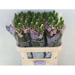 Antir Legend Li Pink