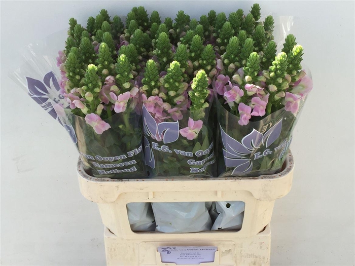 <h4>Antir Legend Li Pink</h4>