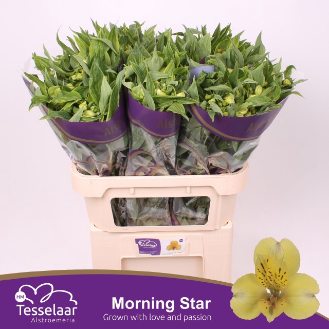 ALSTR MORNING STAR