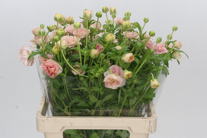 Ranunculus Magical Mascarpone