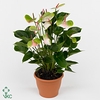 Anthurium Adios Spring 17Ø 55cm 8fl