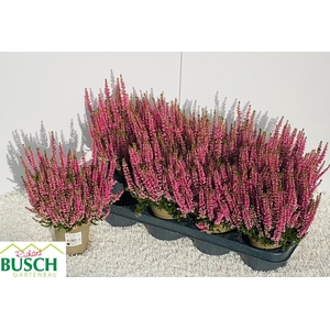 CALLU BL MAGDA