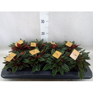 Peperomia   ...mix