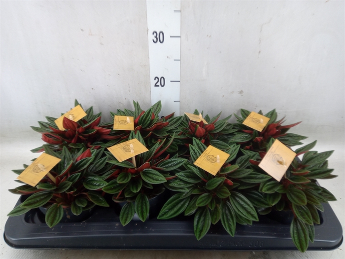 <h4>Peperomia   ...mix</h4>