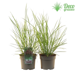 Miscanthus sinensis 'Red Tower'®