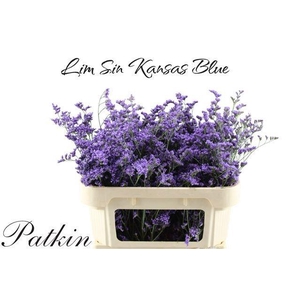LIM SIN KANSAS BLUE