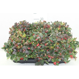 Gaultheria Procumb