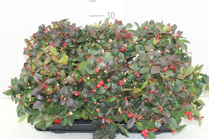 Gaultheria Procumb