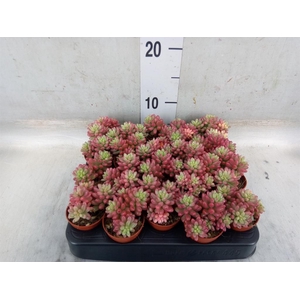 Sedum rubrotinctum 'Aurora'