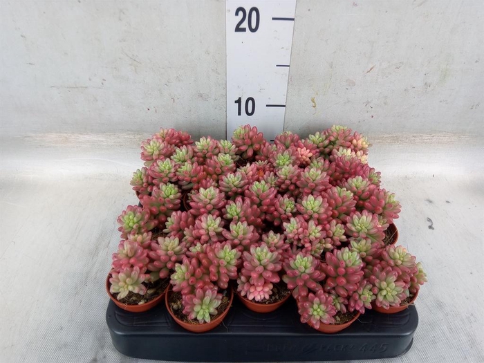 <h4>Sedum rubrotinctum 'Aurora'</h4>