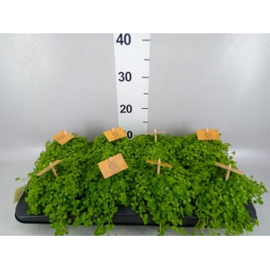 Pilea depressa