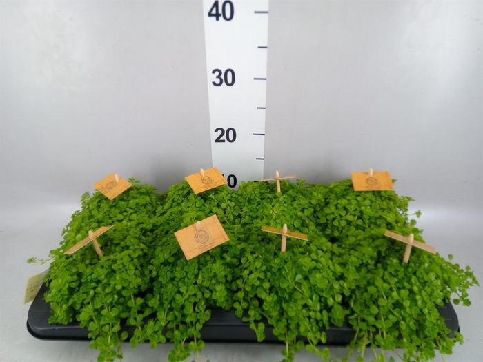 <h4>Pilea depressa</h4>