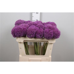 Allium Giganteum