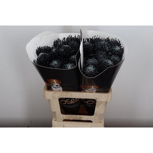 Nutan Wx Zwart + Parelmoer