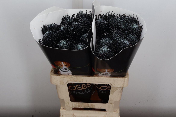 <h4>Nutan Wx Zwart + Parelmoer</h4>