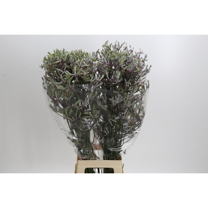 Anigozanthos Lilac Queen