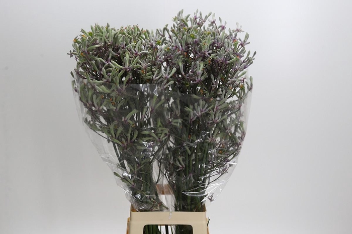 Anigozanthos Lilac Queen