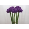 Allium Grootbloemig