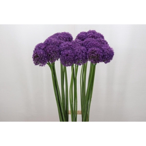 Allium Grootbloemig