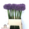 Allium Pinball Wizar