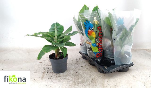 <h4>MUSA TROPICANA</h4>