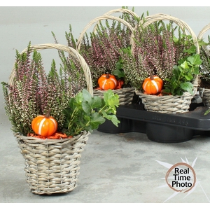 ARR TUINPLANTEN
