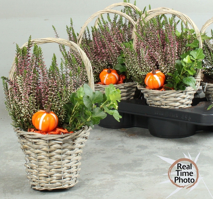<h4>ARR TUINPLANTEN</h4>