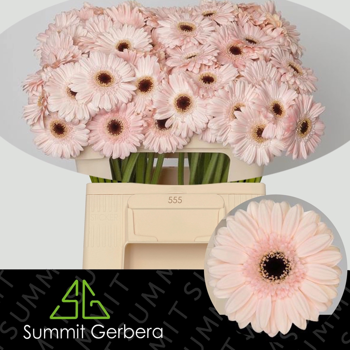 <h4>GE MI MACARON</h4>