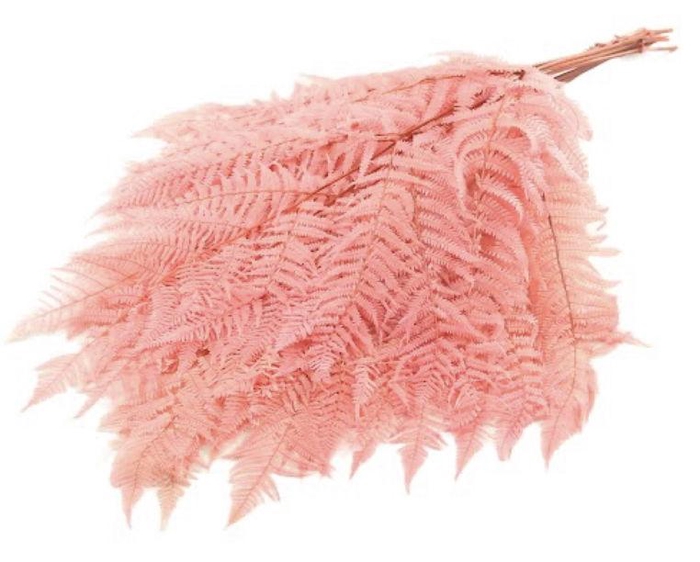 <h4>Fern Bracken Preserved Pink</h4>