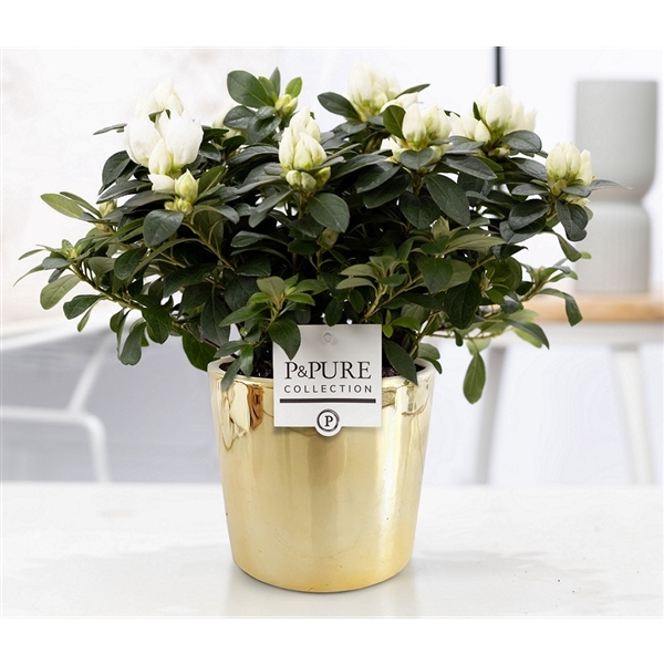<h4>1st class Azalea white in P&PURE Laryssa ceramics shiny gold</h4>