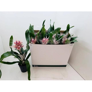 !! PROMO !! AECHMEA PRONTOO P15