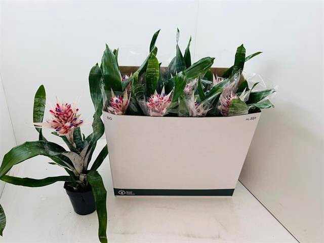 <h4>!! PROMO !! AECHMEA PRONTOO P15</h4>