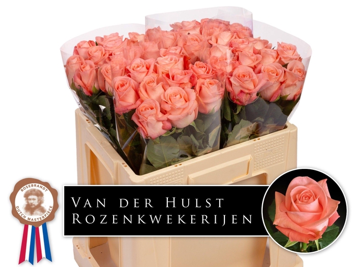 <h4>R GR BIG GIRL</h4>